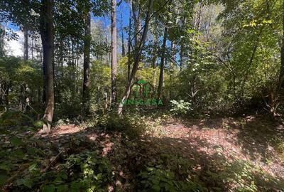 Teren de 6000 mp, în Central - 2