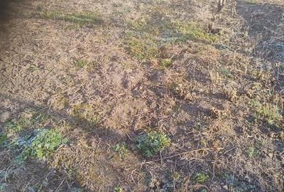 Casă cu 3 camere cu Teren 1168 Mp în Bivolari - 1