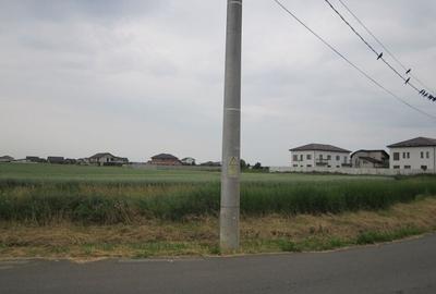 Domnesti-Narciselor - 11