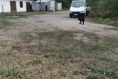 RECO Hale predestinate prelucrarea lemnului, loc. Auseu, sat - 3