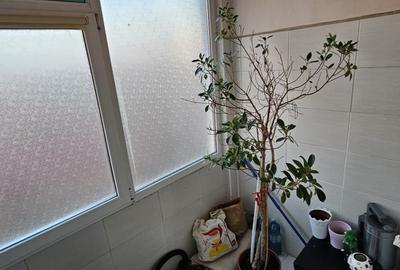 Apartament cu 2 camere decomandat în Anda - 10