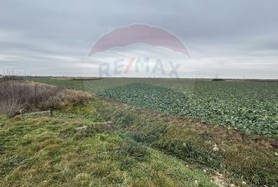 Teren intravilan 80500mp. aproape de nodul rutier de pe DX Oradea-Arad - 5