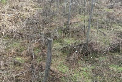 Teren în Central - 1