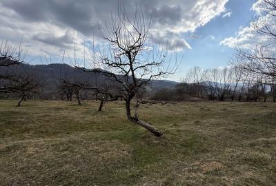 Spațiu comercial, în Malu cu Flori - 2