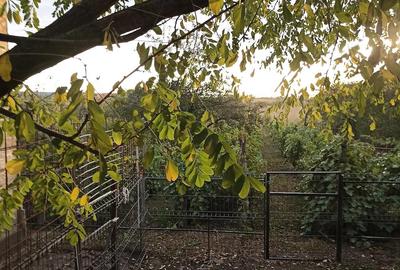 Casă cu 1 camere cu Teren 755 Mp în Central - 3