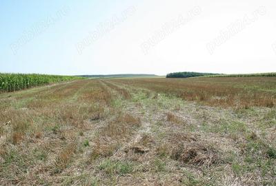 Belciugatele - langa Complexul Valea Iazurilor, 19720 mp. teren intravilan, deschidere la balta - 5