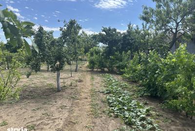 Casă cu 4 camere cu Teren 1230 Mp în Malu Mare - 3
