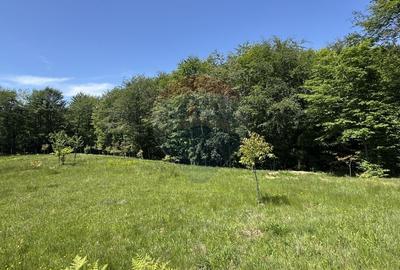 Teren agricol intravilan de 55600 mp, în Codru Butesii - 11