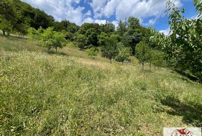 Casa de vanzare in Muntii Apuseni cu 17.596 mp teren - 10