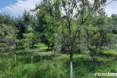 Casa individuala, 268 mp utili, 2145 teren, livada, Turda - 9