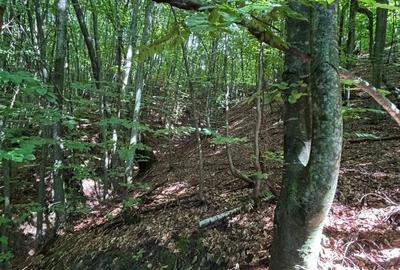 Teren de 35000 mp, în Parva - 3
