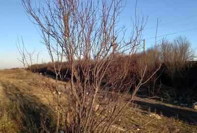 Teren Investitie Dubla Deschidere - 7