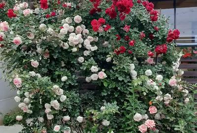 Casă cu Teren 300 Mp în Chiajna