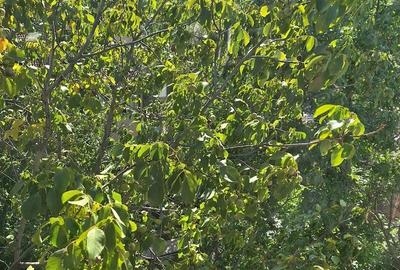 Pipera, Erou Iancu Nicolae - 4