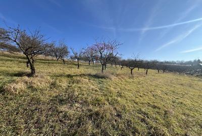 Teren de 34425 mp, în Bădeni - 9