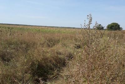 Teren agricol intravilan de 6000 mp, în Bolintin-Vale - 4