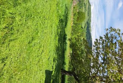 Casă cu 2 camere cu Teren 2200 Mp în Urviș de Beiuș - 6