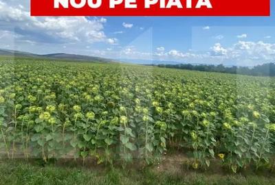 Teren de 45800 mp, în Moacșa - 1
