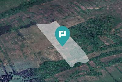 Teren arabil de 11,3 hectare in Bara, Timi? - 2