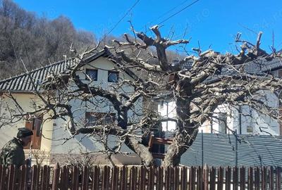 Casă cu Teren 1000 Mp în Brănești - 1