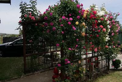 Urgent .Proprietar, parter la casa cu etaj, Mogosesti - Iasi, 10 km - 4