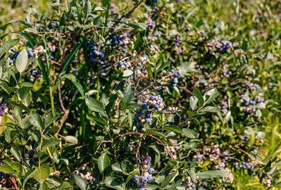 DE VANZARE una dintre cele mai moderne plantatii de afin din Romania - 22