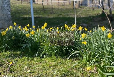 Casă cu 3 camere cu Teren 1427 Mp în Central - 9