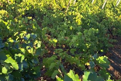 Galati, 1 ha vita de vie si casa 3 cam, pretabil amenajare turism viticol - 14