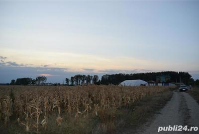 Teren de 7440 mp, în Slătioara - 3