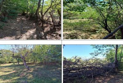 Teren Buciumeni, ID: R2431873 - 2