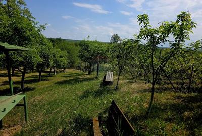 Teren Construcții intravilan de 4516 mp, în Doina - 12