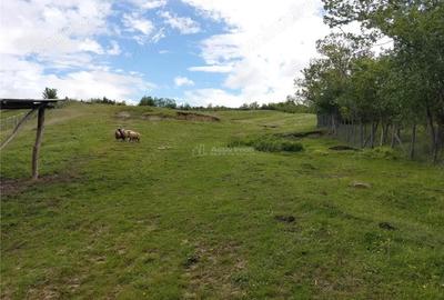 Teren extravilan 10000 mp, com Panatau - 4