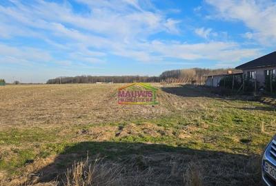 Cornetu  Strada Stejarului - 7