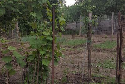 Casă cu 3 camere în Țuglui - 6