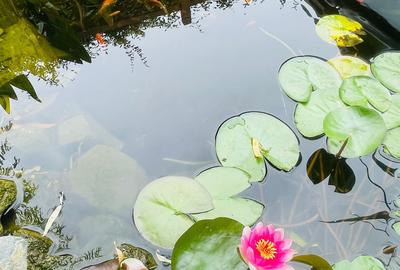 Casa moderna in Balotesti, 4 cam, 3 bai, curte superba 730 mp, 0% comision - 21