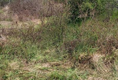 Spațiu comercial, în Domnești - 6