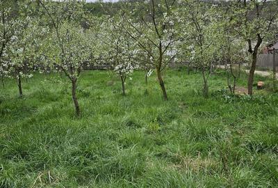 Teren de 2700 mp, în Bogați - 3