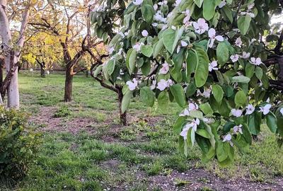 Casă cu 5 camere cu Teren 600 Mp în Giarmata - 1
