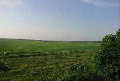Teren de 4000 mp, în Bordenii Mari - 2
