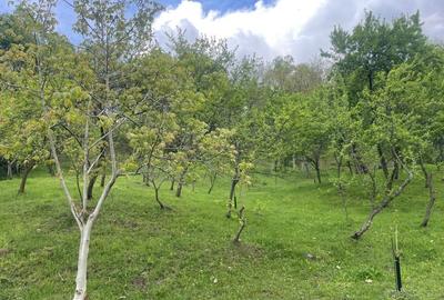 Teren intravilan de 7280 mp, în Mihăești - 2