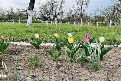 Casă cu 3 camere cu Teren 1994 Mp în Central - 1