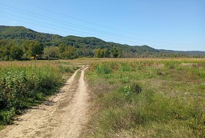 Teren agricol extravilan de 50000 mp, în Mihăești - 2