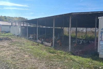 Ferma de vanzare , zona Dambu - 10