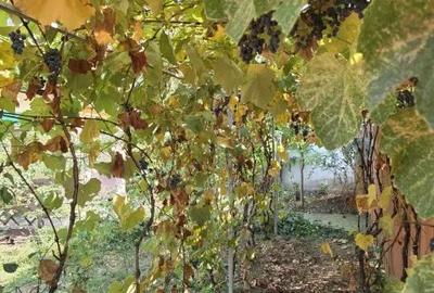 Casa, teren generos Magurele, sat Iazu, Prahova - 12