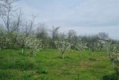 Teren de 2000 mp, în Dridu - 2