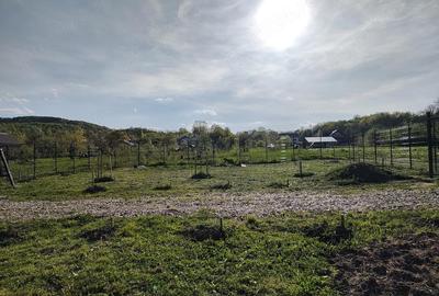 Teren de 500 mp, în Băiculești - 3