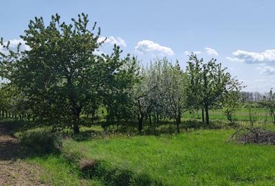 Casă individuală cu 4 camere cu Canalizare în Ciuhoi - 5