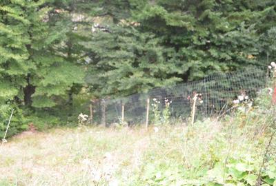 Busteni-Teren cu panorama superba de vanzare - 4