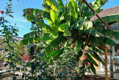 Oferta: casa mare Salonta - 1