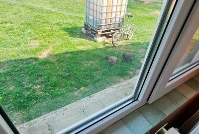 Proprietate Slobozia-Roznov, casa mansardata, teren si livada - 7